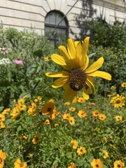 Rudbeckia maxima