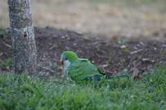 Myiopsitta monachus