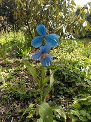 Meconopsis