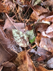 Erythronium americanum