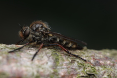 Leptarthrus brevirostris