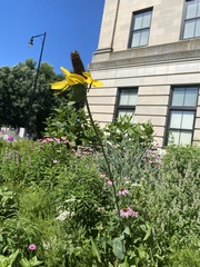 Rudbeckia maxima