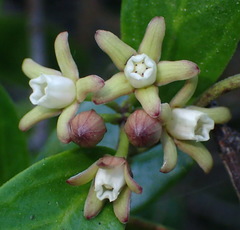 Cynanchum natalitium