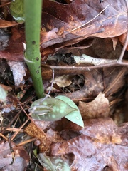 Erythronium americanum