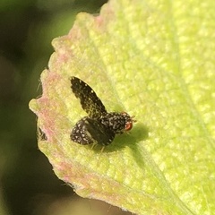 Trypetisoma sticticum