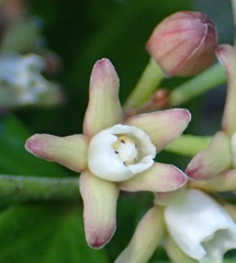 Cynanchum natalitium