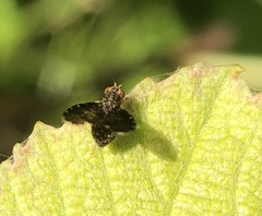 Trypetisoma sticticum