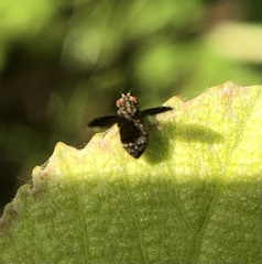 Trypetisoma sticticum