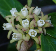 Cynanchum natalitium