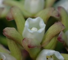 Cynanchum natalitium