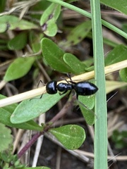 Camponotus aethiops