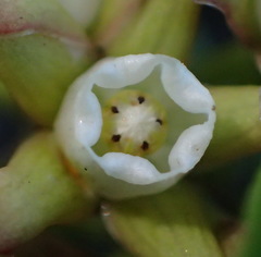 Cynanchum natalitium