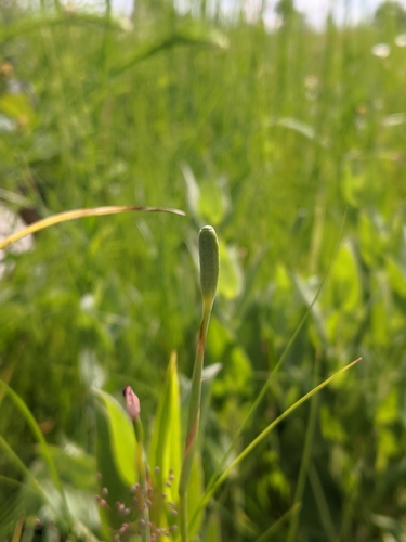 Image of Nemastylis nuttallii by (c) Nathan Aaron, some rights reserved (CC BY)