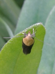 Oecophora bractella