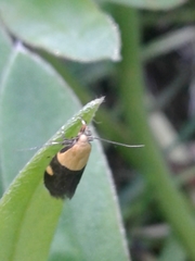 Oecophora bractella