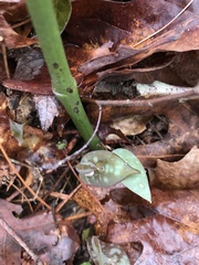 Erythronium americanum