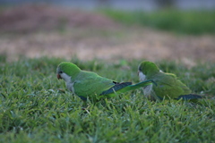Myiopsitta monachus