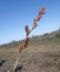 Thamnochortus insignis