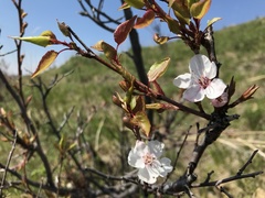 Prunus pedunculata
