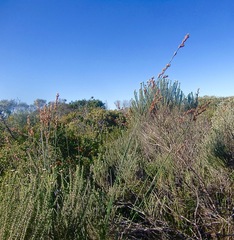 Thamnochortus insignis