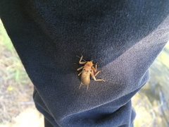 Hesperoperla pacifica