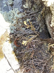 Selaginella rupestris