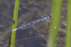 Enallagma recurvatum