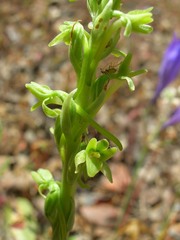 Platanthera michaelii