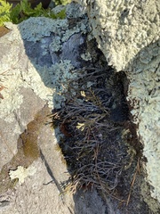 Selaginella rupestris