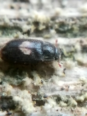 Biphyllus lunatus