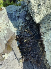 Selaginella rupestris