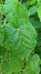 Eriophyes exilis