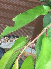 Apis mellifera