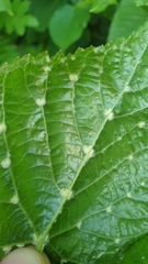 Eriophyes exilis