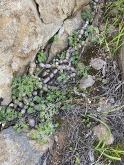 Baculellum articulatum