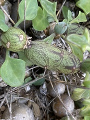 Baculellum articulatum