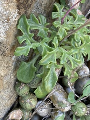 Baculellum articulatum