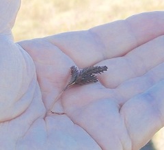 Thamnochortus pluristachyus