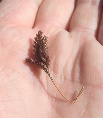 Thamnochortus pluristachyus