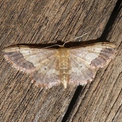 Idaea efflorata