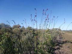 Thamnochortus pluristachyus