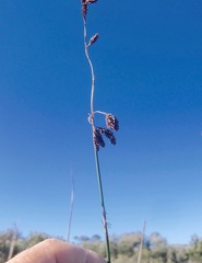 Thamnochortus pluristachyus