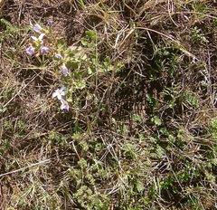 Chaenostoma campanulatum