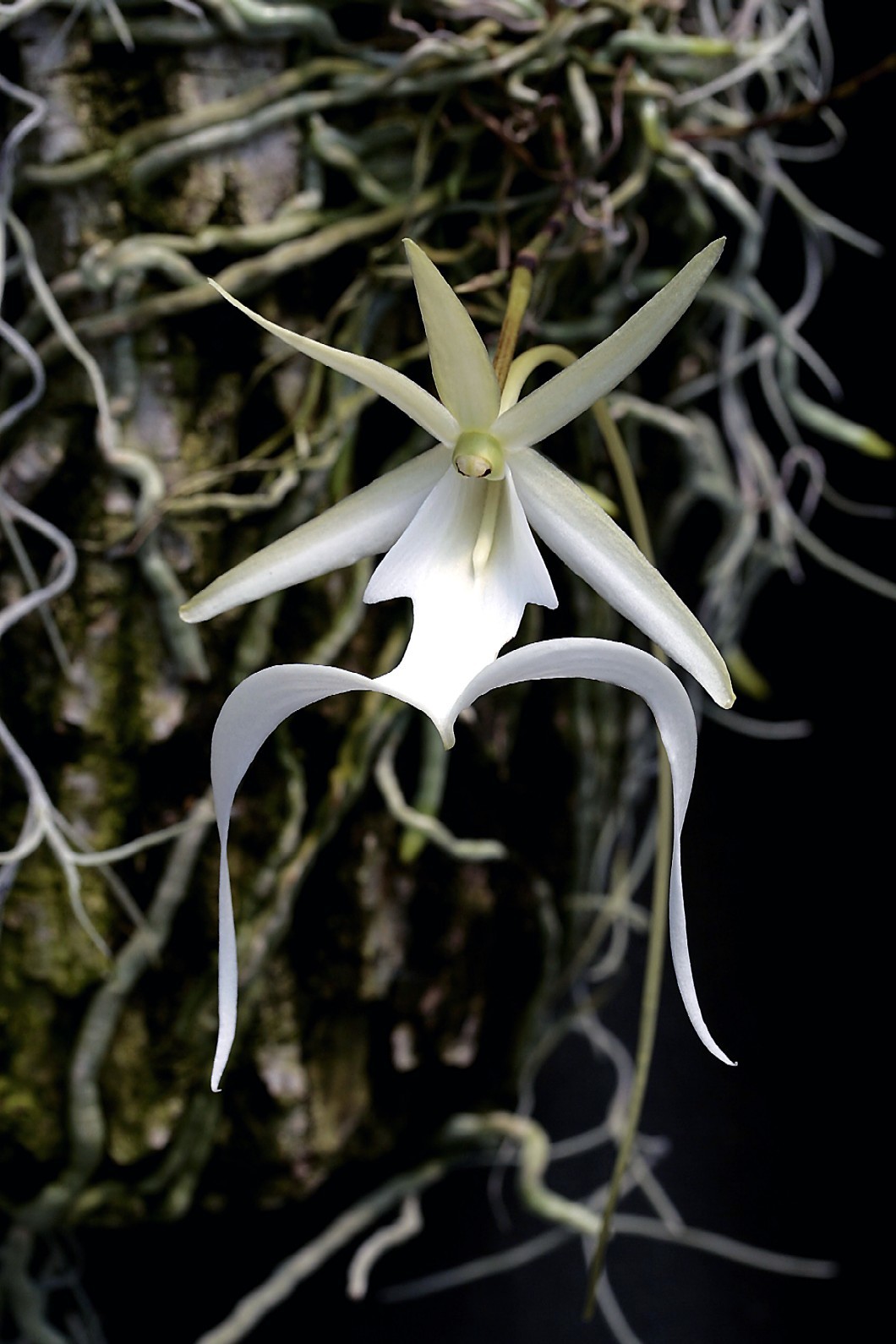 Dendrophylax