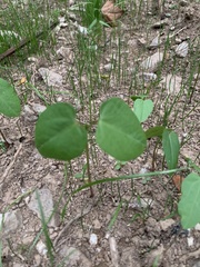Matelea carolinensis
