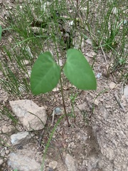 Matelea carolinensis