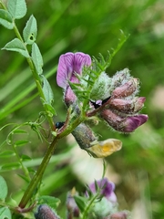Eutrichapion punctigerum