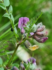 Eutrichapion punctigerum