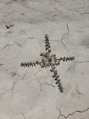 Halogeton glomeratus