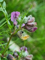 Eutrichapion punctigerum